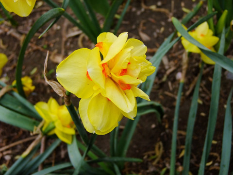 水仙花