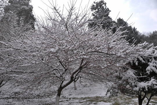 灵峰 灵峰探梅 冬季 雪景