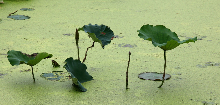 池塘水面残荷