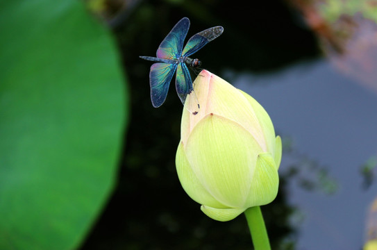 花苞上的黑蜻蜓