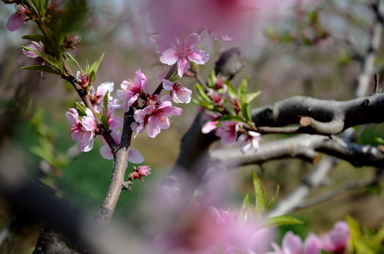 桃花