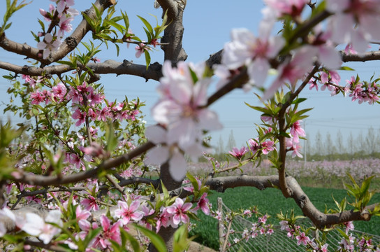 桃花