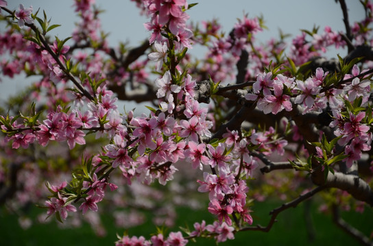 桃花