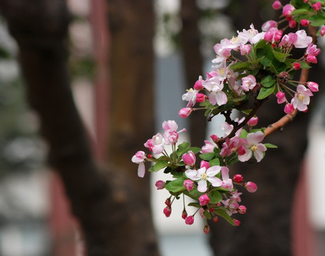 海棠花 花卉