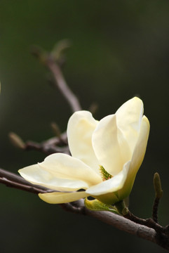 玉兰花 黄玉兰 花卉