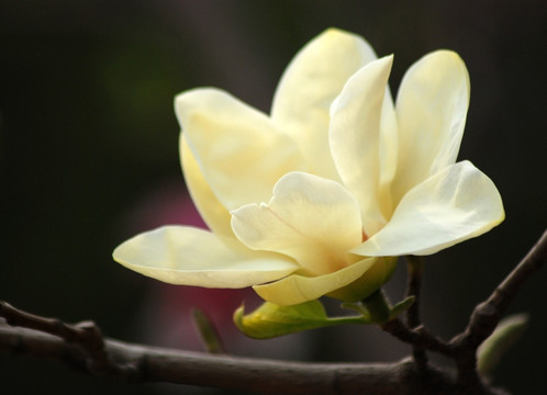 玉兰花 黄玉兰 花卉