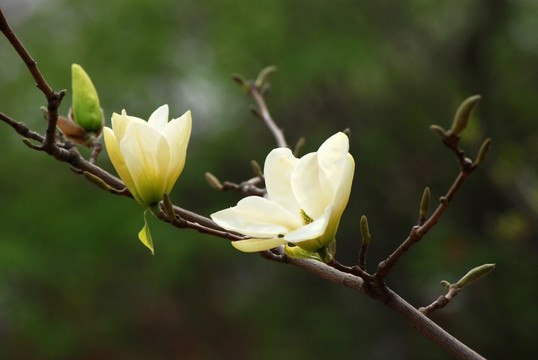 玉兰花 黄玉兰 花卉