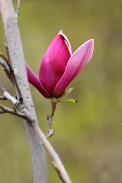 玉兰花 紫玉兰 花卉