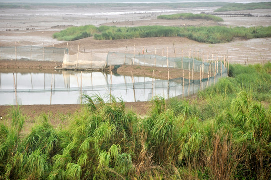 泉州沿海滩涂