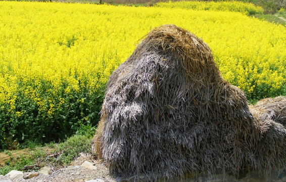 稻草