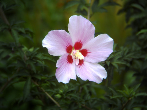 木槿花