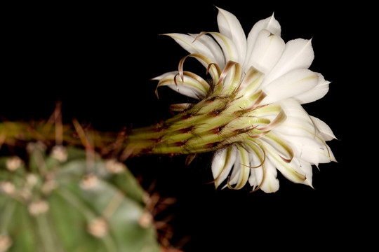 仙人掌花 仙人球花