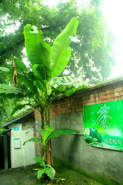 椰子树 茶馆