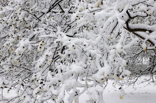 雪中的垂丝海棠