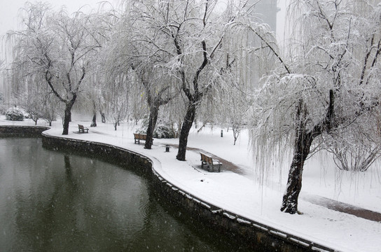 雪中柳树