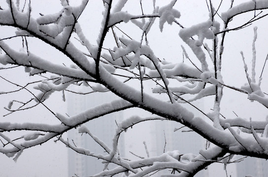 城市积雪树枝