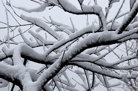 积雪树枝