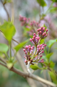 丁香花 紫丁香 公丁香 丁香