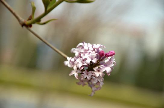 丁香花 紫丁香 公丁香 丁香