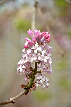 丁香花 紫丁香 公丁香 丁香