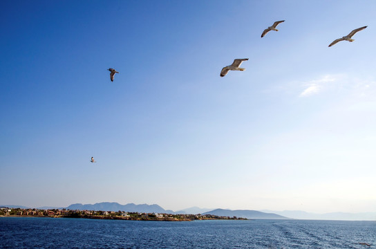 海鸥