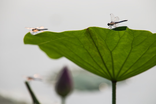 荷叶上的两只蜻蜓 叶脉