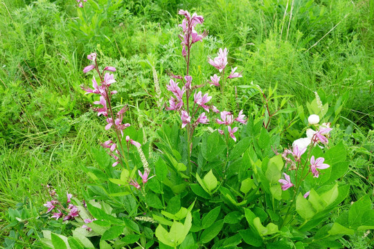 野生花卉 白鲜