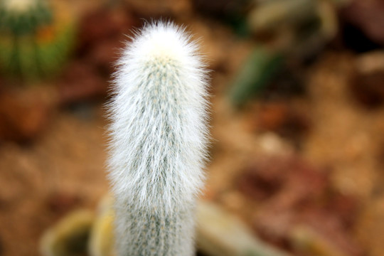 花卉植物