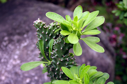 仙人掌植物