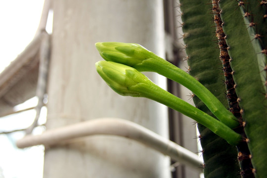 仙人掌花卉