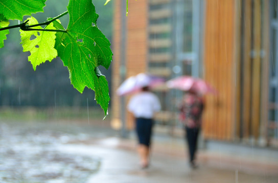 雨中绿叶和撑伞行人