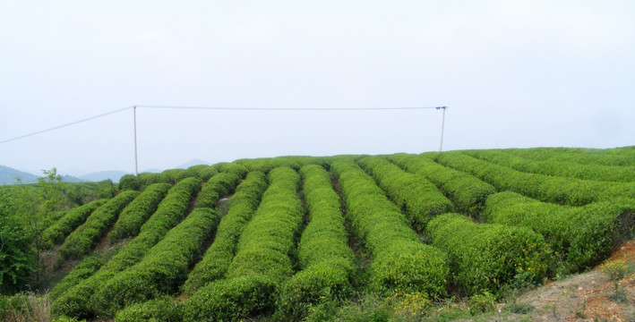 茶山