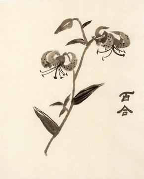 國(guó)畫百合