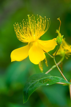 金丝黄桃花