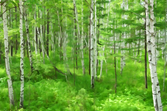 電腦水彩畫 白樺林