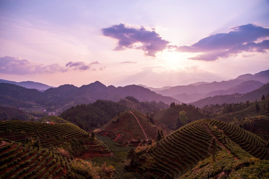 茶山早晨