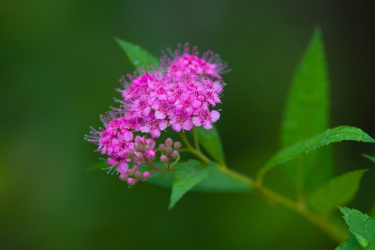 紫色小花