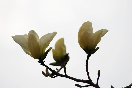 玉兰花 黄玉兰 花卉