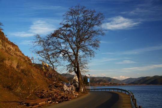 湖边大树 山底小路 泸沽湖风景