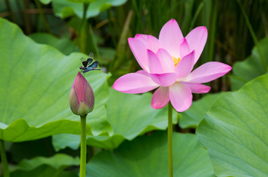 荷花蜻蜓