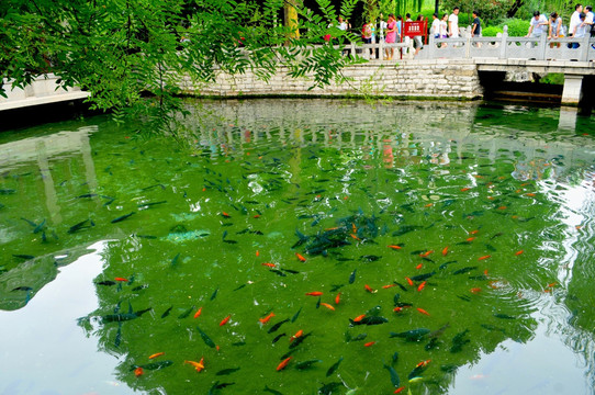 济南风光 园林 观赏鱼