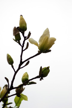 玉兰花 黄玉兰 花卉 玉兰花开