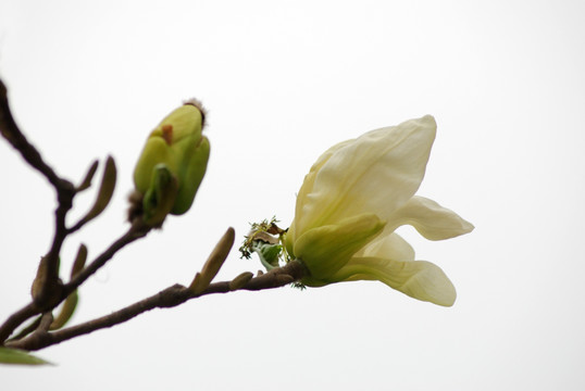 玉兰花 黄玉兰 花卉 玉兰花开