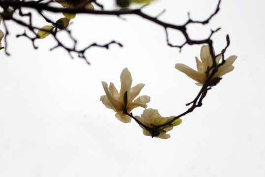 玉兰花 黄玉兰 花卉 玉兰花开