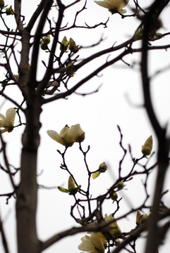 玉兰花 黄玉兰 花卉 玉兰花开