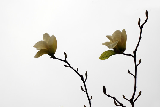 玉兰花 黄玉兰 花卉 玉兰花开