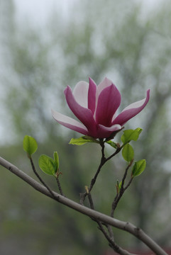 玉兰花 紫玉兰 花卉 玉兰花开