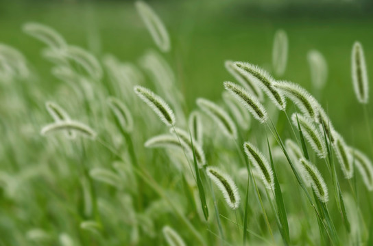 小草 狗尾巴草