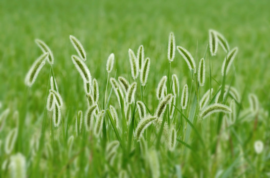 小草 狗尾巴草