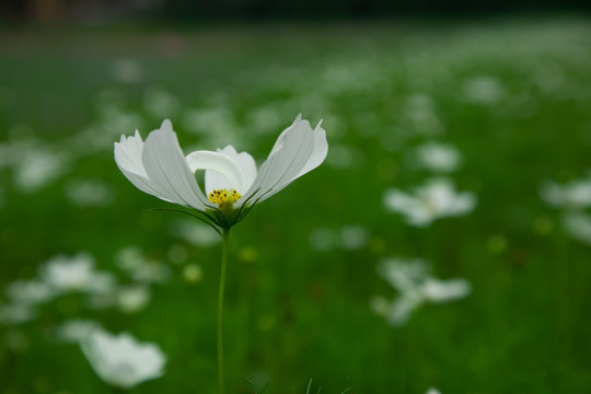 野花